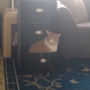 Meet your Posher, Julie